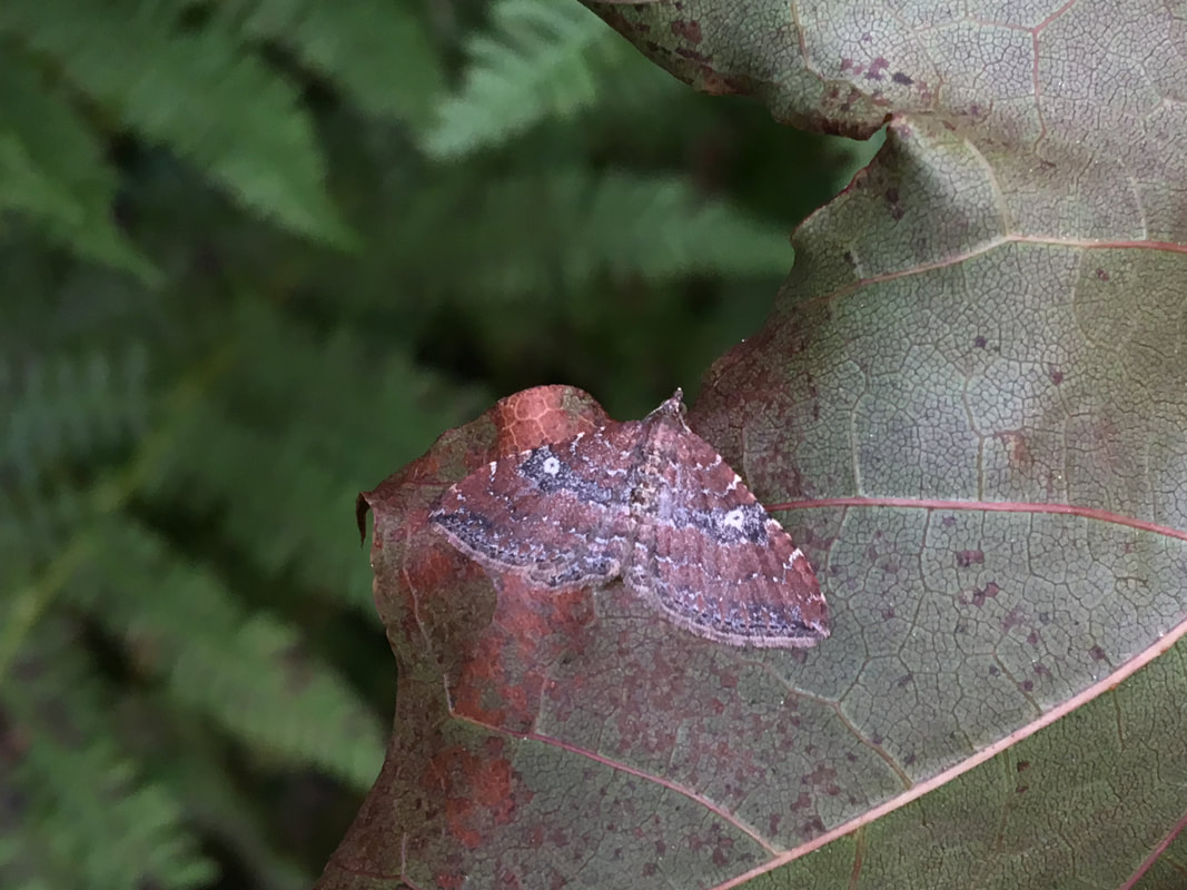 A moth on a norway maple leaf