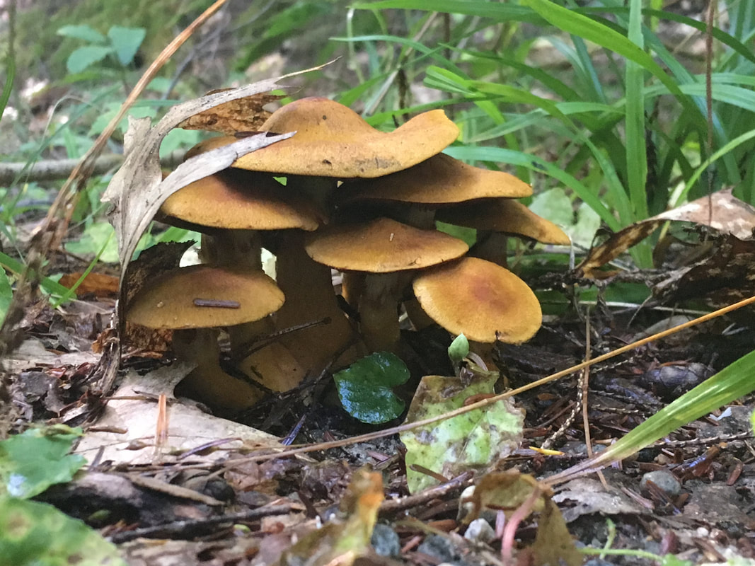 Red-gilled cort mushrooms