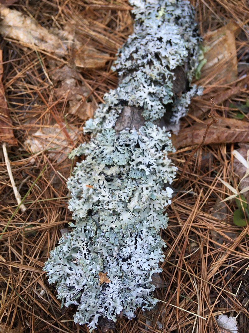 Hypogymnia physodes on a windfallen pine twig